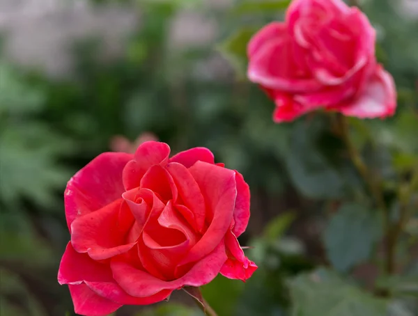 Arbusto rosa vermelho bonito . — Fotografia de Stock