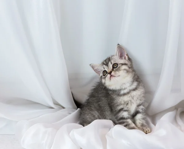 Vackra lilla tabby kattunge på fönsterbrädan. Scottish Straight rasen. — Stockfoto