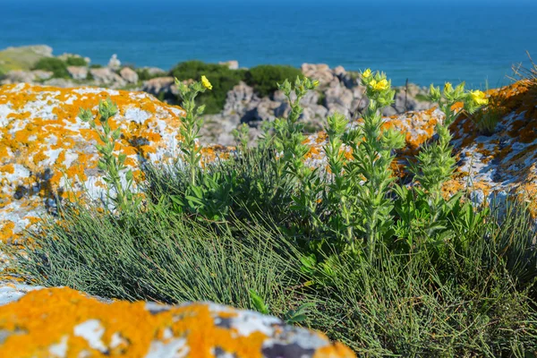 Potentilla recta veya sülfür cinquefoil. — Stok fotoğraf