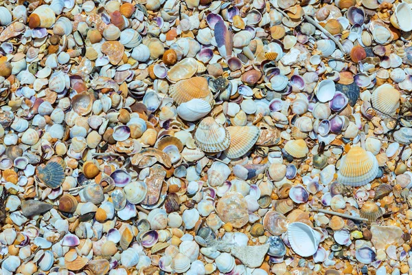 Karadeniz sahillerinde deniz hayvanı kabuğu.