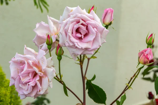 Bonito rosa rosa arbusto . — Fotografia de Stock