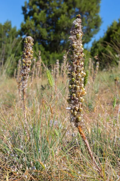 Asphodeline withered. Crimea. — Stock Photo, Image