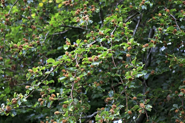 Fagus sylvatica of beuk. — Stockfoto