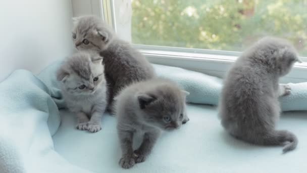 Blotched tabby kittens fokken Scottish Fold. — Stockvideo