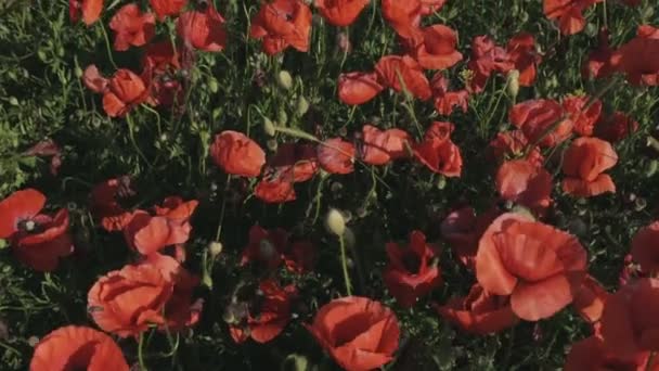 Blommande fält av röd vallmo. — Stockvideo