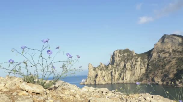 Common flax or linseed against the background of mount Karaul-Oba. — Stock Video