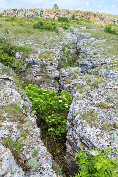 Viburnum μεγαλώνει σε βαθιά βουνά Opuk ρωγμή. — Φωτογραφία Αρχείου