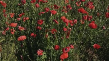 Kırmızı haşhaş çiçek açan alan.