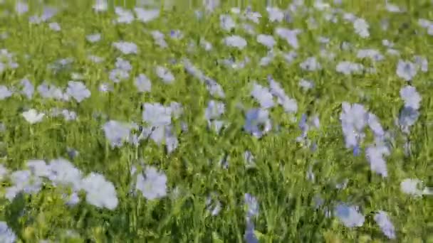 Floración campo de lino azul . — Vídeo de stock