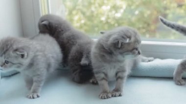 İskoç Fold başlıdırlar tabby yavru kedi doğurmak.