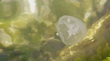 Ay denizanası Karadeniz içinde. Aurelia aurita.