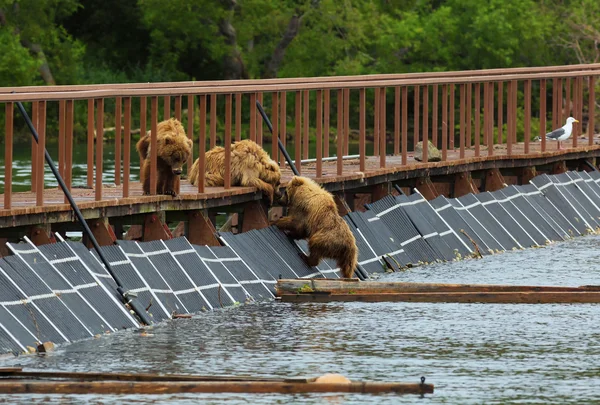 Três filhotes de urso marrom na cerca para explicar o peixe. Lago Kurile . — Fotografia de Stock