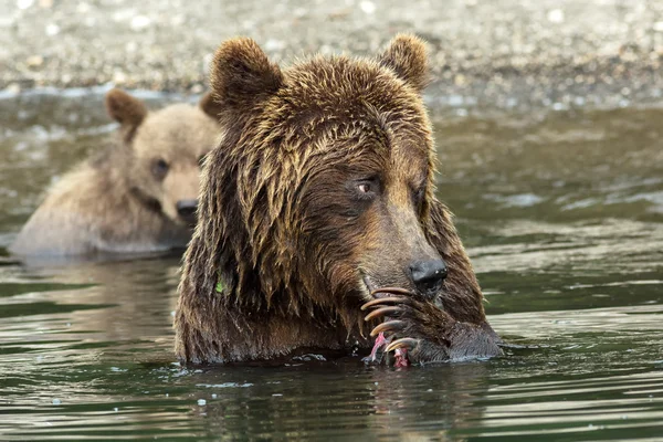 Urso pardo não quer compartilhar salmão capturado com seus filhotes. Lago Kurile . — Fotografia de Stock