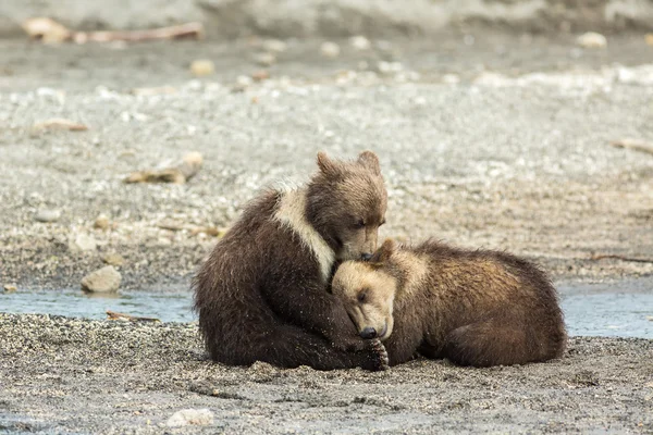 Graciosos cachorros de oso pardo en la orilla del lago Kurile . — Foto de Stock