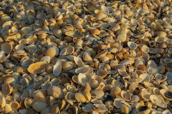 Spiagge di conchiglie sul mare di Azov. Parco regionale di paesaggio di Karalar nel Crimea . — Foto Stock