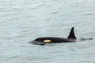 Katil Balina - Orcinus Orca Pasifik Okyanusu 'nda. Kamçatka Yarımadası 'nın yanındaki su alanı..