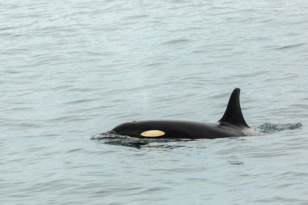 Killer Whale - Orcinus Orca in Pacific Ocean. Water area near Kamchatka Peninsula.