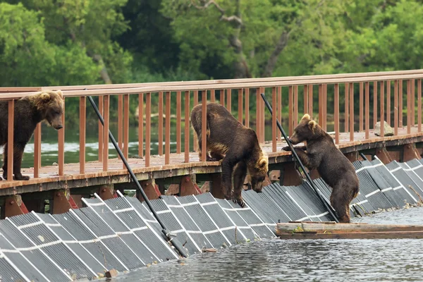Három fiatal barna medve a kerítés-hoz számla részére hal. Kurile tó. — Stock Fotó
