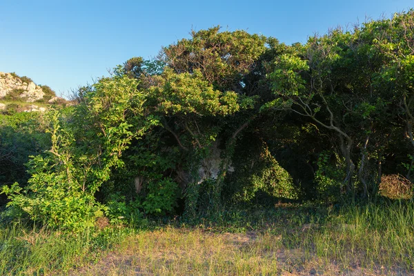 Planta en el parque Karalar regional de paisaje en la Crimea . — Foto de Stock