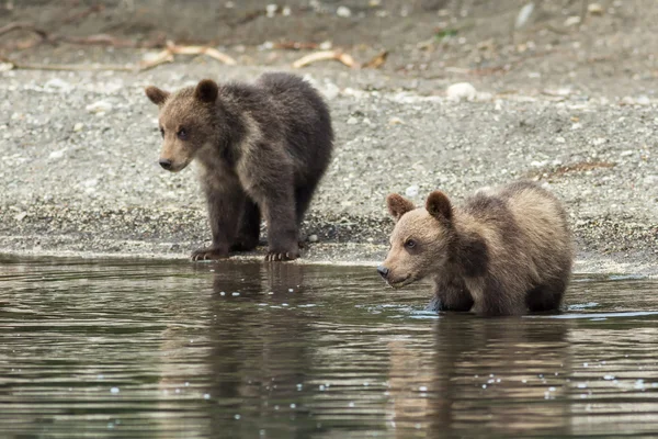 Cachorros de oso pardo en la orilla del lago Kurile . — Foto de Stock