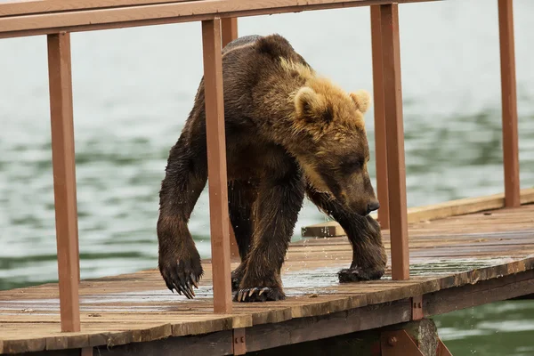 Giovane orso bruno guarda preda sulla recinzione per tenere conto dei pesci. Lago di Kurile . — Foto Stock