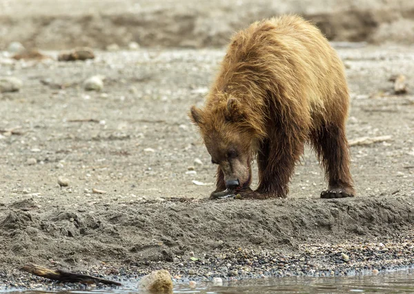 Urso pardo comendo peixe apreendido da mãe. Lago Kurile . — Fotografia de Stock