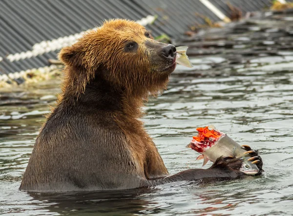 ヒグマの千島湖で漁獲されたサーモンを食べる. — ストック写真