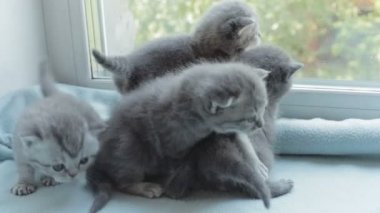 İskoç Fold başlıdırlar tabby yavru kedi doğurmak.