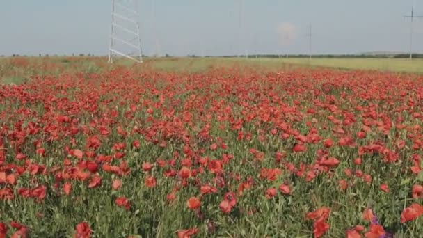 A Krím-félszigeten pipacs mező új nagyfeszültségű távvezetékek. — Stock videók