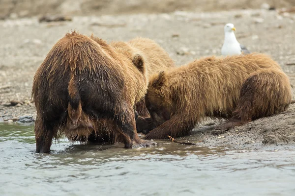 Urso marrom divide peixes capturados com filhotes. Lago Kurile . — Fotografia de Stock