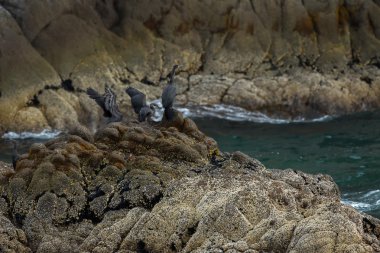 Pelagic cormorant nesting on the rocks in Pacific Ocean. clipart