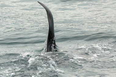 Katil Balina - Orcinus Orca Pasifik Okyanusu 'nda. Kamçatka Yarımadası 'nın yanındaki su alanı..