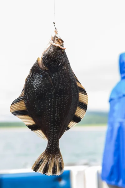 Flounder on hook. Bottom sea fishing in the Pacific near Kamchatka. — Stock Photo, Image