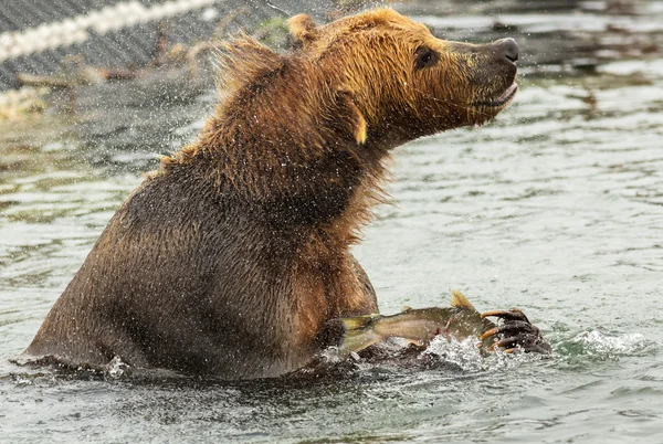 Brown bear with prey in its claws shakes off water on Kurile Lake. — Stock Photo, Image