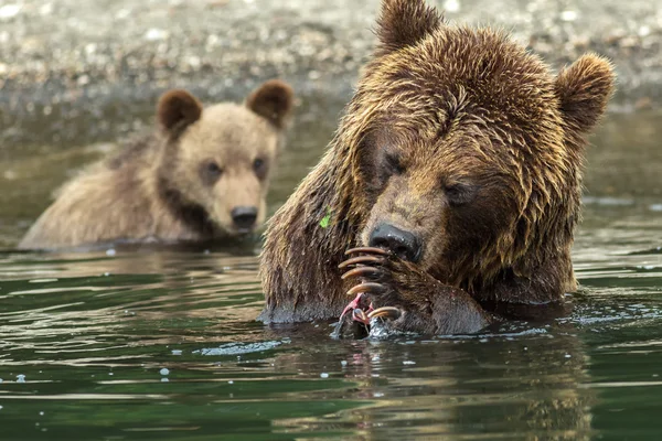 Medvěd hnědý se nechce sdílet chytil losos s medvíďaty. Kurilské jezero. — Stock fotografie
