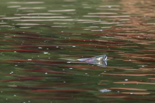 Нерестовый лосось на озере Курил на Камчатке . — стоковое фото
