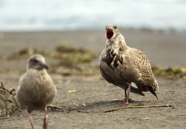 Pacific Gull muestra agresión en el océano . —  Fotos de Stock