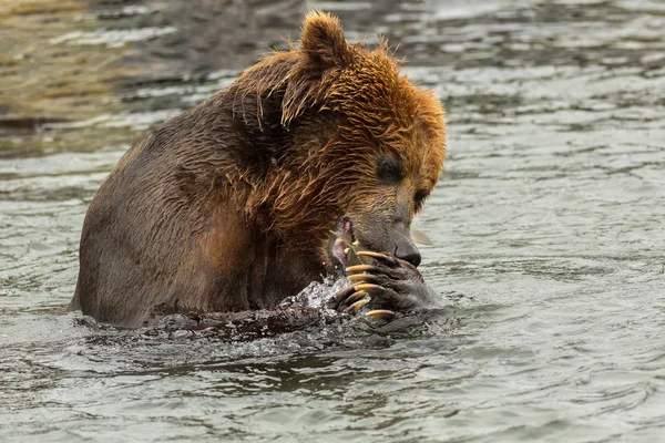 Ours brun mangeant du poisson pêché dans le lac Kurile . — Photo