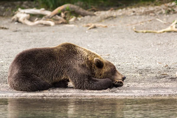 Braunbär schläft süß am Ufer des Kurilen Sees. — Stockfoto