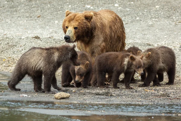 Urso castanho com filhotes na costa do Lago Kurile . — Fotografia de Stock