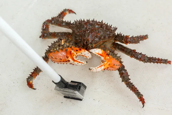 King krab verbergt haar gezicht tegen nieuwsgierige paparazzi. — Stockfoto