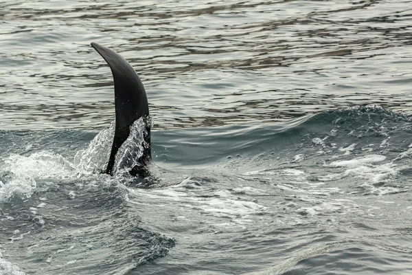 Killer Whale - Orcinus Orca in Stille Oceaan. Watergebied bij het schiereiland Kamchatka. — Stockfoto