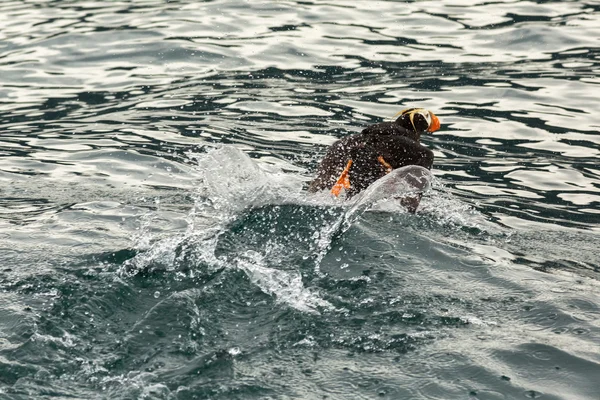 Tufted puffin scatter på vatten för take-off. — Stockfoto