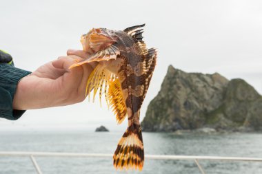 Hemilepidotus sculpins cinsidir. Alt deniz balıkçılığı Kamçatka yakınındaki Pasifik.