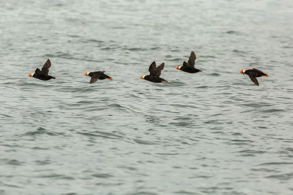 Східні puffin літати з рибою в дзьобі над тихим океаном. — стокове фото