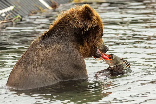 ヒグマの千島湖で漁獲されたサーモンを食べる. — ストック写真