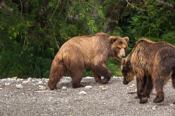 Urso marrom na costa do Lago Kurile . — Fotografia de Stock