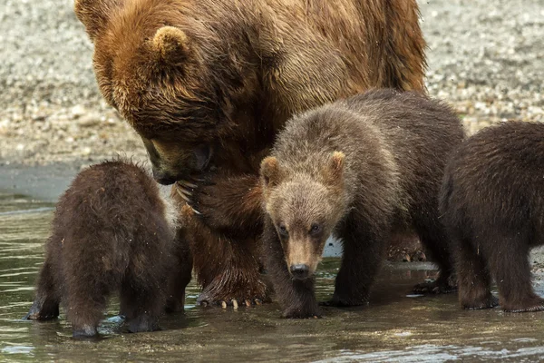 Medvěd hnědý se mláďata na břehu Kurilské jezero. — Stock fotografie