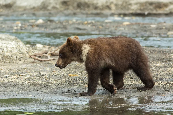 Braunbärenjunge am Ufer des Kurilen Sees. — Stockfoto