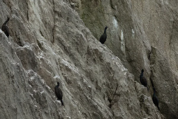 Nidificazione di cormorano pelagico sulle rocce nell'Oceano Pacifico . — Foto Stock